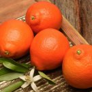 5 Duncan Grapefruit Seeds for Garden Planting