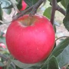 25 Pixie Crunch Apple Seeds for Garden Planting