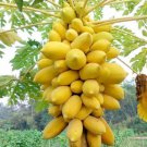 25 Guinea Gold Papaya Seeds for Garden Planting