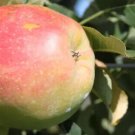 25 Anna Apple Seeds for Garden Planting