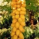 25 Yellow Mexican Papaya Seeds for Garden Planting