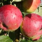 25 Eden Apple Seeds for Garden Planting