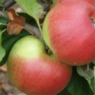 25 Newton Wonder Apple Seeds for Garden Planting