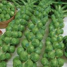 500 Green Gems Brussels Sprouts Seeds for Planting