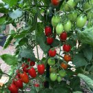 50 Juliet F1 Tomato Hybrid Heirloom Seeds for Garden