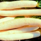 500 Miyashige Radish Seeds for Garden Planting