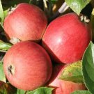 25 Porter's Perfection Apple Seeds for Garden Planting
