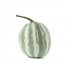 25 Silver-Edged Pumpkin Seeds for Garden Planting
