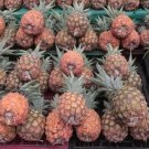 15 St. Michael Pineapple Seeds for Garden Planting