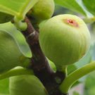 100 Brooklyn White Fig Seeds for Garden Planting