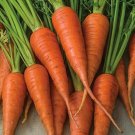 1000 Short 'n Sweet Carrot Seeds for Garden Planting