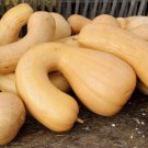 25 Tahitian Butternut Squash Seeds for Garden Planting