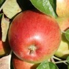 25 Haralson Apple Seeds for Garden Planting