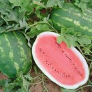 50 Allsweet Watermelon Seeds for Garden Planting
