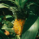 15 Cabezona Pineapple Seeds for Garden Planting