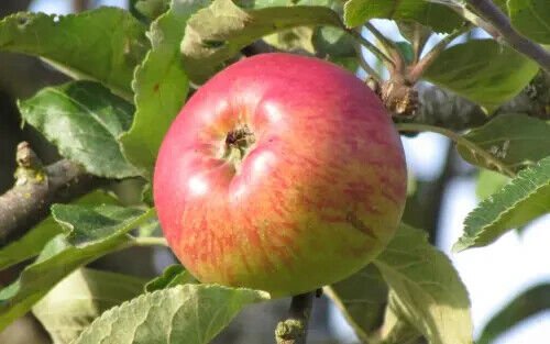 25 Belle-Fleur Large Mouche Apple Seeds Garden
