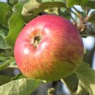 25 Belle-Fleur Large Mouche Apple Seeds Garden
