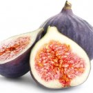 100 Portuguese (Roxo) Fig Seeds for Garden Planting