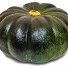 25 Cupcake Squash Seeds for Garden Planting