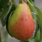 25 Louise Bonne of Jersey Pear Seeds for Garden Planting