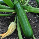 25 Green Machine Zucchini Squash Seeds for Planting