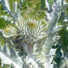 200 Silver Thistle Seeds for Garden Planting