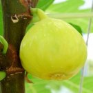 100 White Marseilles Fig Seeds for Garden Planting