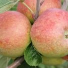 25 Irish Peach Apple Seeds for Garden Planting