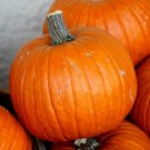 25 Connecticut Field Pumpkin Seeds for Garden Planting