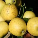 25 Pitmaston Pine Apple Seeds for Garden Planting