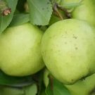 25 Golden Delicious Apple Seeds for Garden Planting