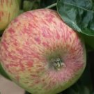 25 Duchess of Oldenburg Apple Seeds Planting