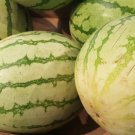50 Chris Cross Watermelon Seeds for Garden Planting