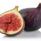 100 Osborne Prolific Fig Seeds for Garden Planting