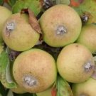 25 Medaille d'Or Apple Seeds for Garden Planting