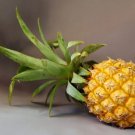 15 Maipure Pineapple Seeds for Garden Planting