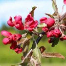 25 Crimson Cascade Crabapple Seeds for Garden Planting