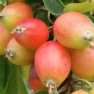 25 John Downie Crabapple Seeds for Garden Planting
