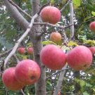 25 Malus sieversii Crabapple Seeds for Garden Planting