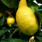 5 Primofiori Lemon Seeds for Garden Planting