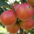 25 Rosehip Crabapple Seeds for Garden Planting