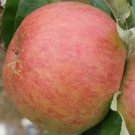 25 King of Tompkins County Apple Seeds Planting Fruit