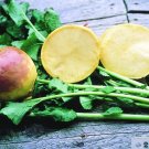 500 Thomson Laurentian Rutabaga Seeds for Planting