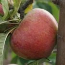 25 Peasgood's Nonsuch Apple Seeds for Garden Planting
