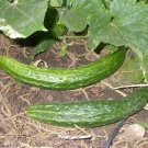 25 Seeds Palace King Cucumber Hybrid Easy Grow Vegetable Garden Pickling