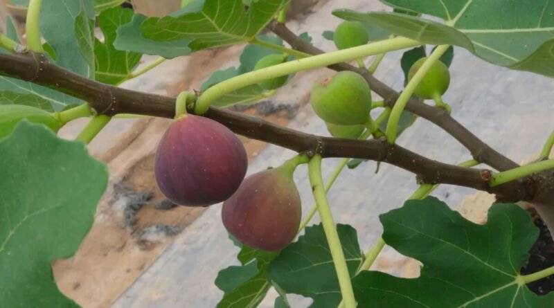 100 Little Ruby Fig Seeds for Garden Planting