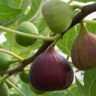 100 Magnolia Fig Seeds for Garden Planting