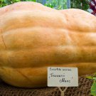 25 Big Max Pumpkin Seeds for Garden Planting