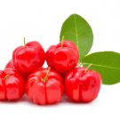 10 Acerola (Barbados) Cherry Seeds for Garden Planting
