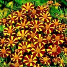 25 Court Jester Marigold Seeds for Garden Planting